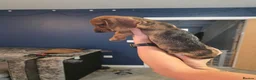 Dachshund dogs for sale: 3 dachshund puppies available  in Horley - Advert 8