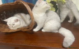 Scottish Fold cats for sale: Kittens 5  - Image 5