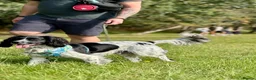 Cocker Spaniel dogs for stud: KC registered - Cocker Spaniel Stud - OTIS - Advert 2