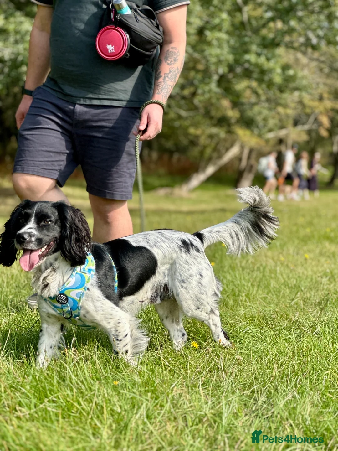 Cocker Spaniel dogs for stud: KC registered - Cocker Spaniel Stud - OTIS - Advert 2