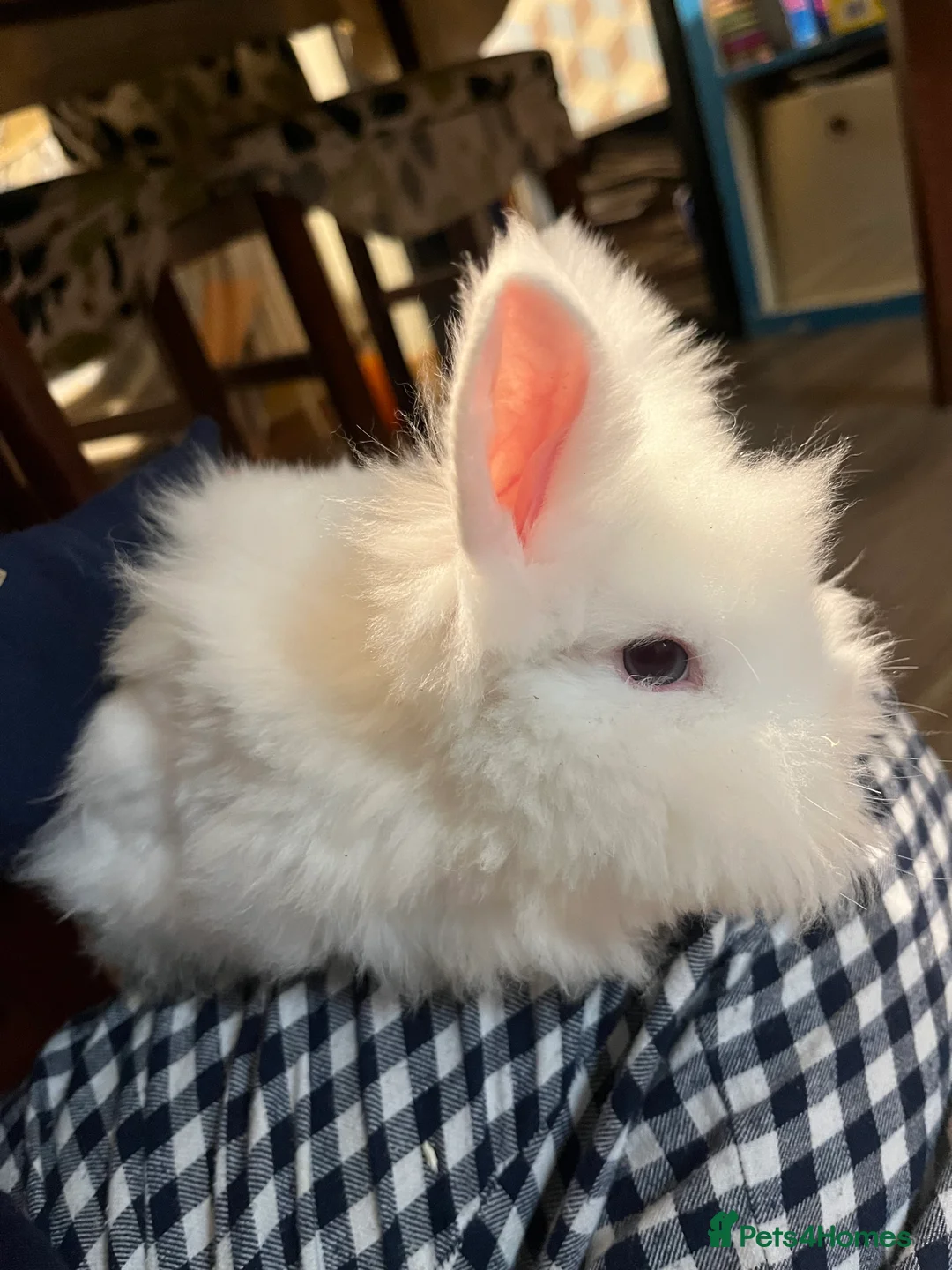 Mixed Breed rabbits for sale: Cute bunnies - Advert 3