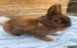 Netherland Dwarf rabbits for sale: Netherland dwarfs  - Image 8