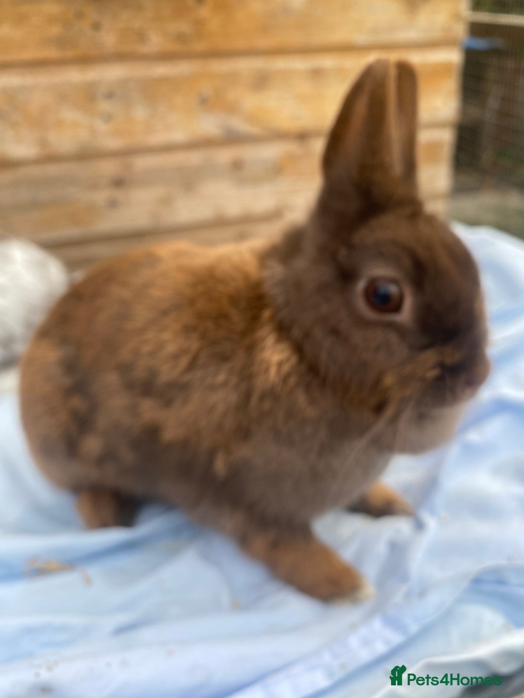 Netherland Dwarf rabbits for sale: Netherland dwarfs  - Image 8