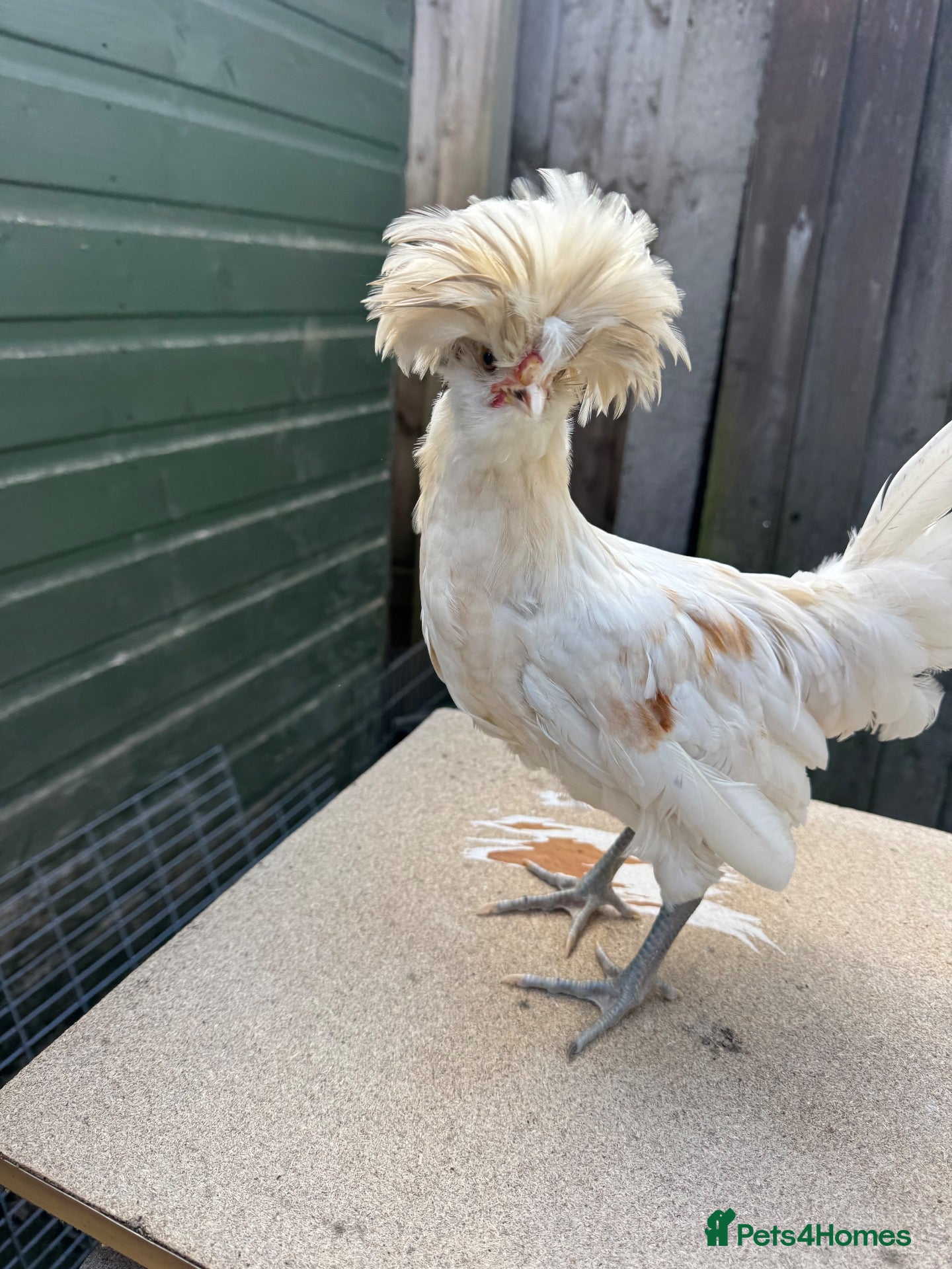 Chickens poultry Polish  - Advert 6