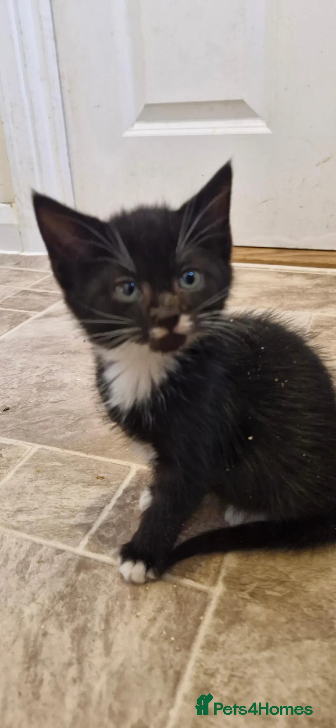 Mixed Breed cats for sale: CUTE FLUFFY KITTENS 😸  - Advert 7