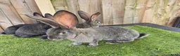 Continental Giant rabbits for sale: Continental Giants  - Advert 1
