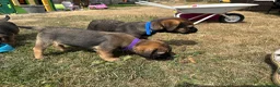 Border Terrier dogs for sale: Beautiful Border Terrier Pups - Advert 3