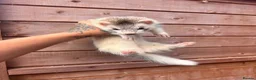 Ferret rodents for sale: FullangoraHob/1semiAngoraJill silver/2sableFullJil - Advert 14