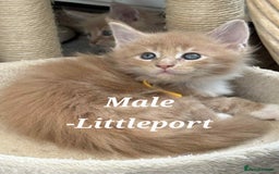 Maine Coon cats for sale: Stunning TICA Purebred Pedigree Maine Coon Kittens - Image 4
