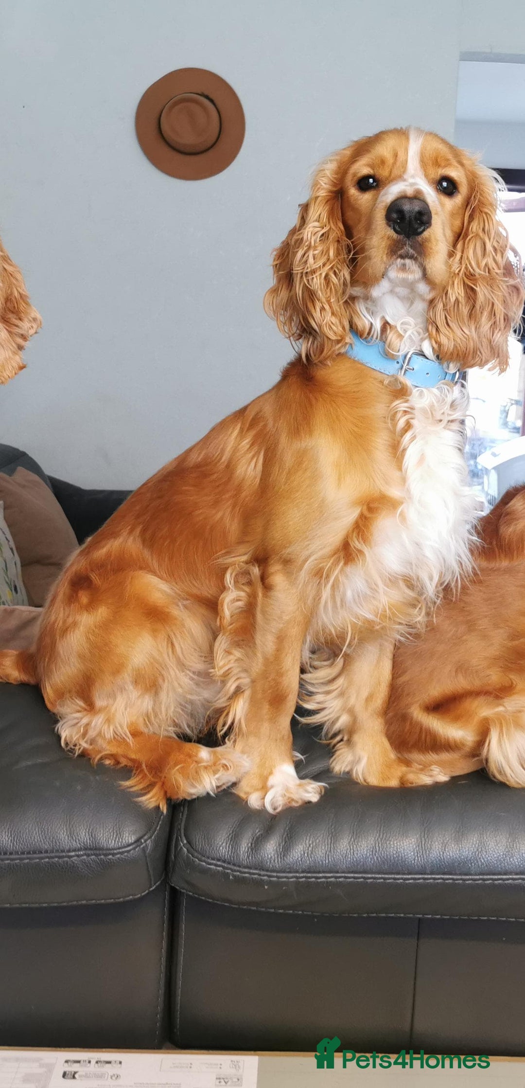 Cocker Spaniel dogs for stud: Golden Spaniel for stud - Image 2