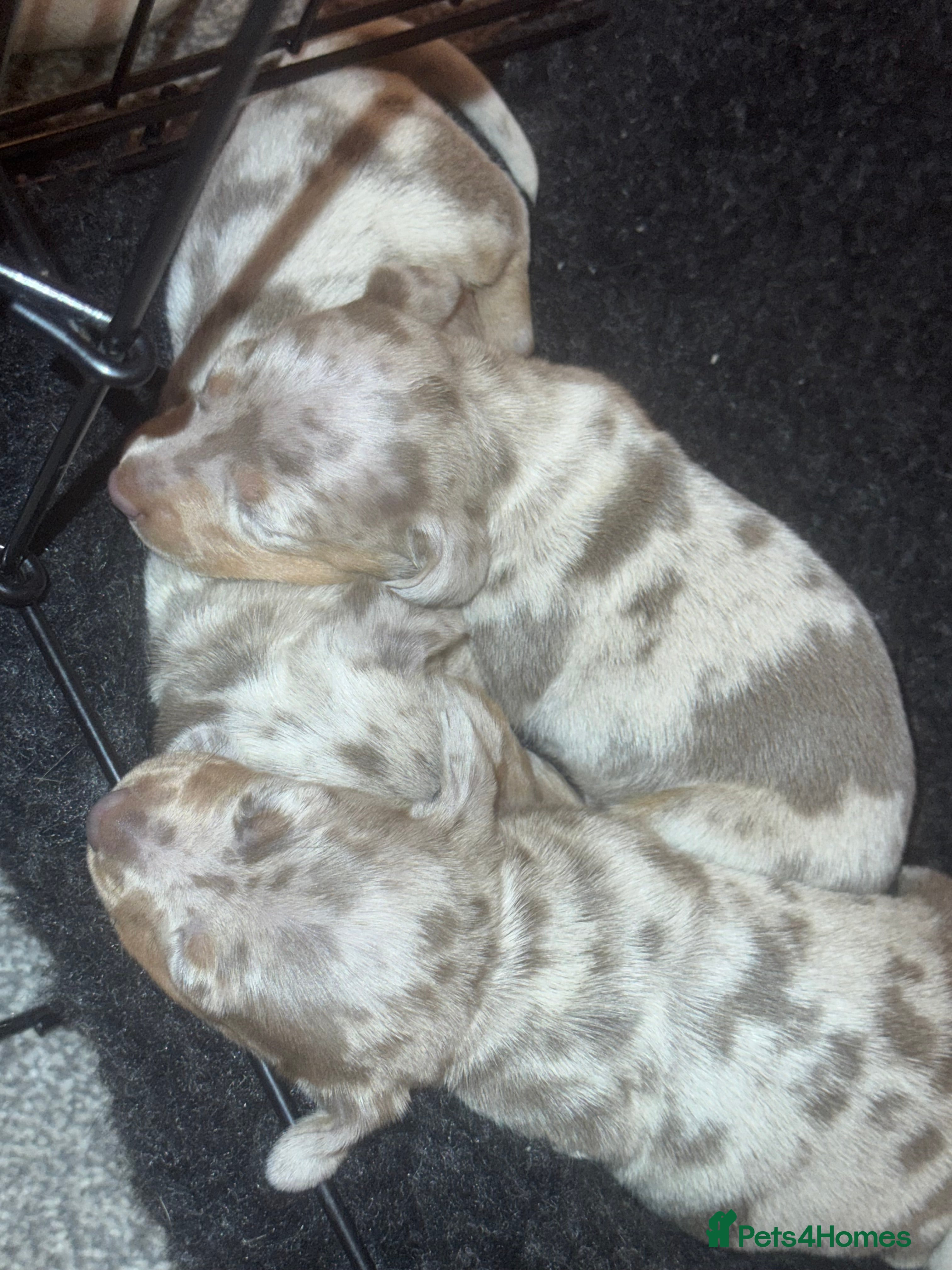 Miniature Dachshund dogs Isabella silver dapple miniature Daschound puppy’s - Advert 13