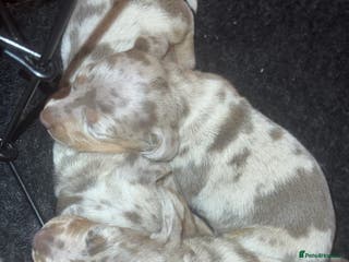 Miniature Dachshund dogs Isabella silver dapple miniature Daschound puppy’s - Advert 1