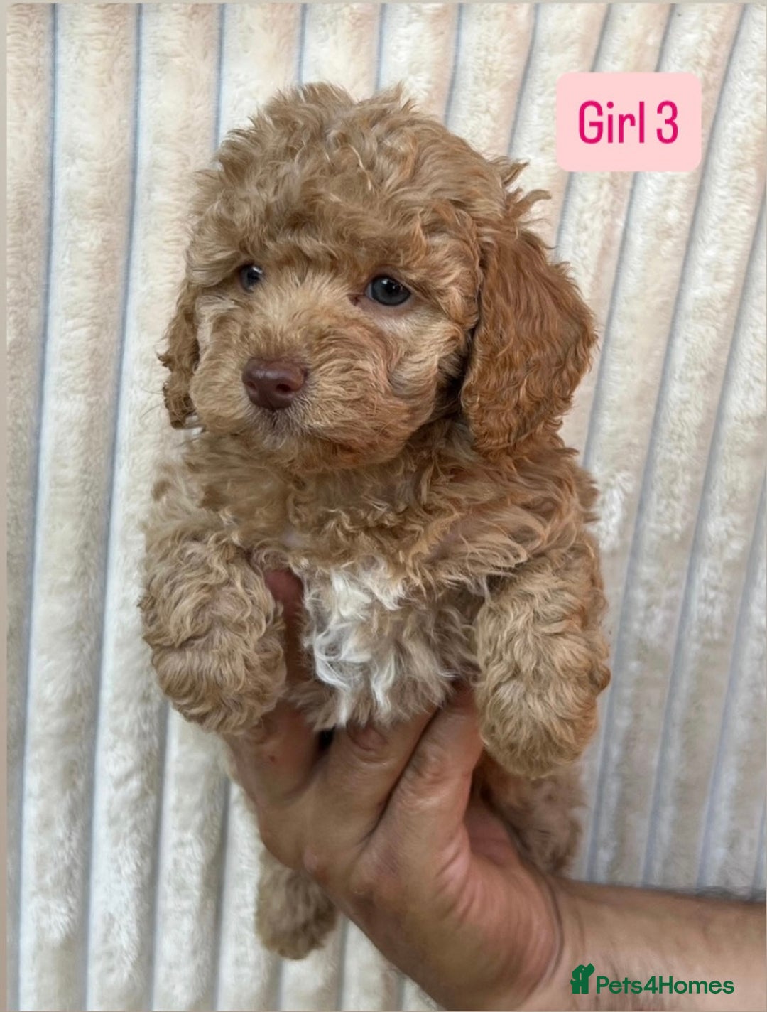 Maltipoo dogs for sale: Blue eyes F1 Maltipoo puppies - Image 14