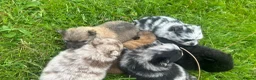 Pomeranian dogs for sale: 🐾 Beautiful Merle & Sable Pomeranian Puppies 🐾 - Advert 9