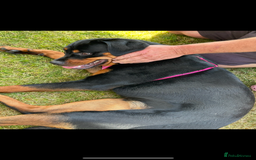 Rottweiler dogs for sale: Female Rottweiler  - Image 3