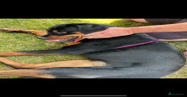 Rottweiler dogs - Advert 11