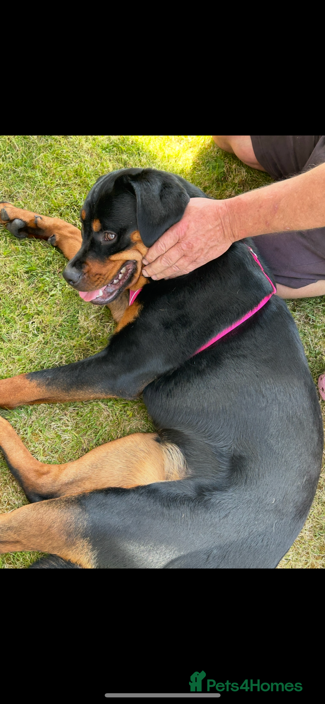 Rottweiler dogs for sale: Female Rottweiler  - Image 3