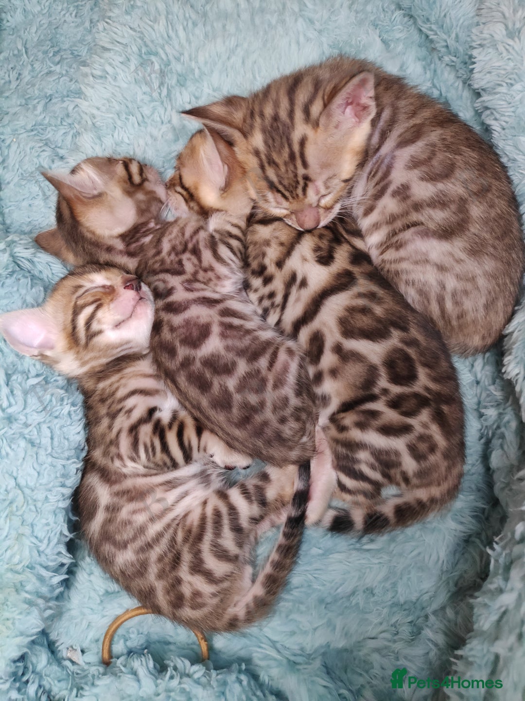 Bengal cats for stud: For Sale Amazing Stud Bengal Male TICA reg litters in Durham - Image 14
