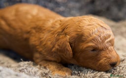 Cavapoo dogs for sale: Gorgeous F1B Fox Red Cavapoo Puppies - Image 24
