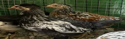 Chickens poultry for sale: Spanish flower hen pair - Advert 1
