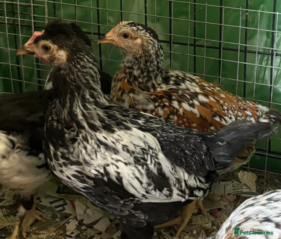Chickens poultry for sale: Spanish flower hen pair - Advert 1