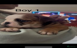 English Bulldog dogs for sale: KC Reg Traditional English Bulldog puppies - Image 8