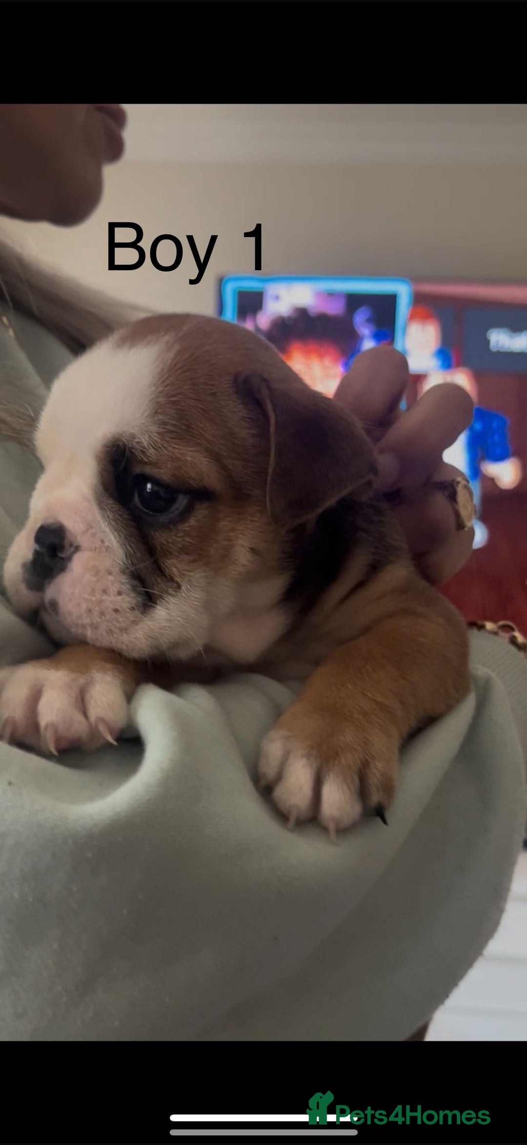 English Bulldog dogs for sale: KC Reg Traditional English Bulldog puppies - Image 8