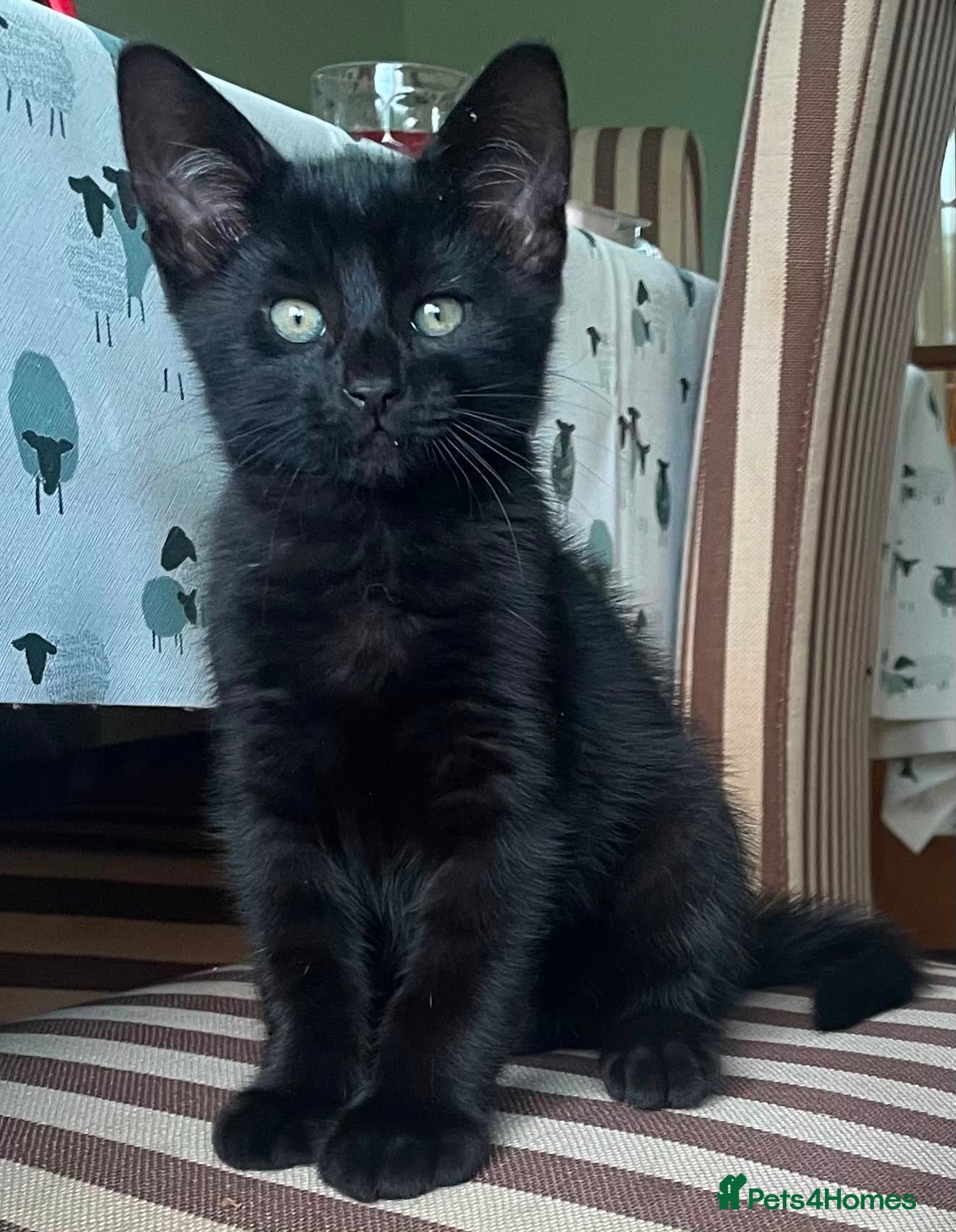 Domestic Shorthair cats Kittens Ready Now - Advert 6