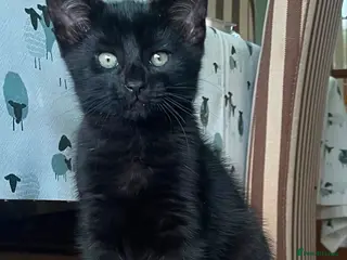 Domestic Shorthair cats Kittens Ready Now - Advert 18