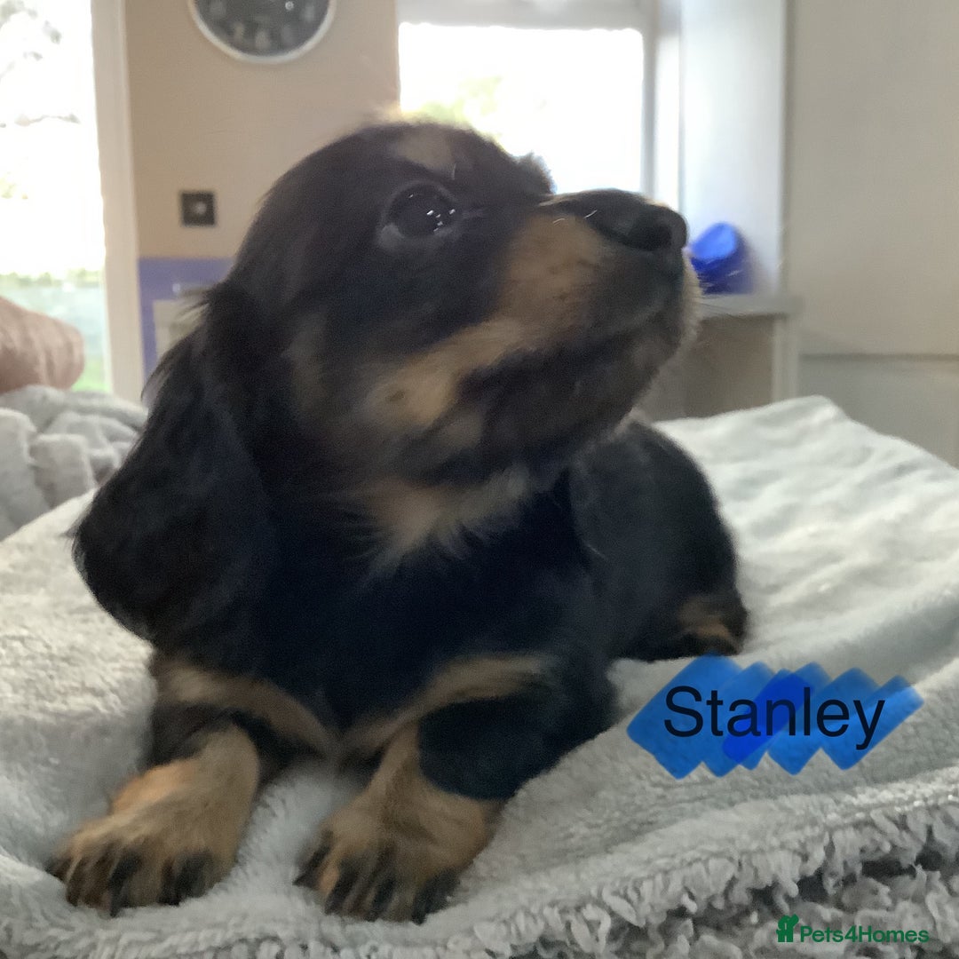 Miniature Dachshund dogs for sale: PRA Clear Mini Longhair Dachshund Pups Cream Red.. - Advert 24