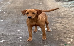 Labrador Retriever dogs for sale: Outstanding KC reg fox red Labrador puppies.  - Image 23