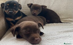 Jack Russell dogs for sale: Miniature Jack Russel’s - Image 9