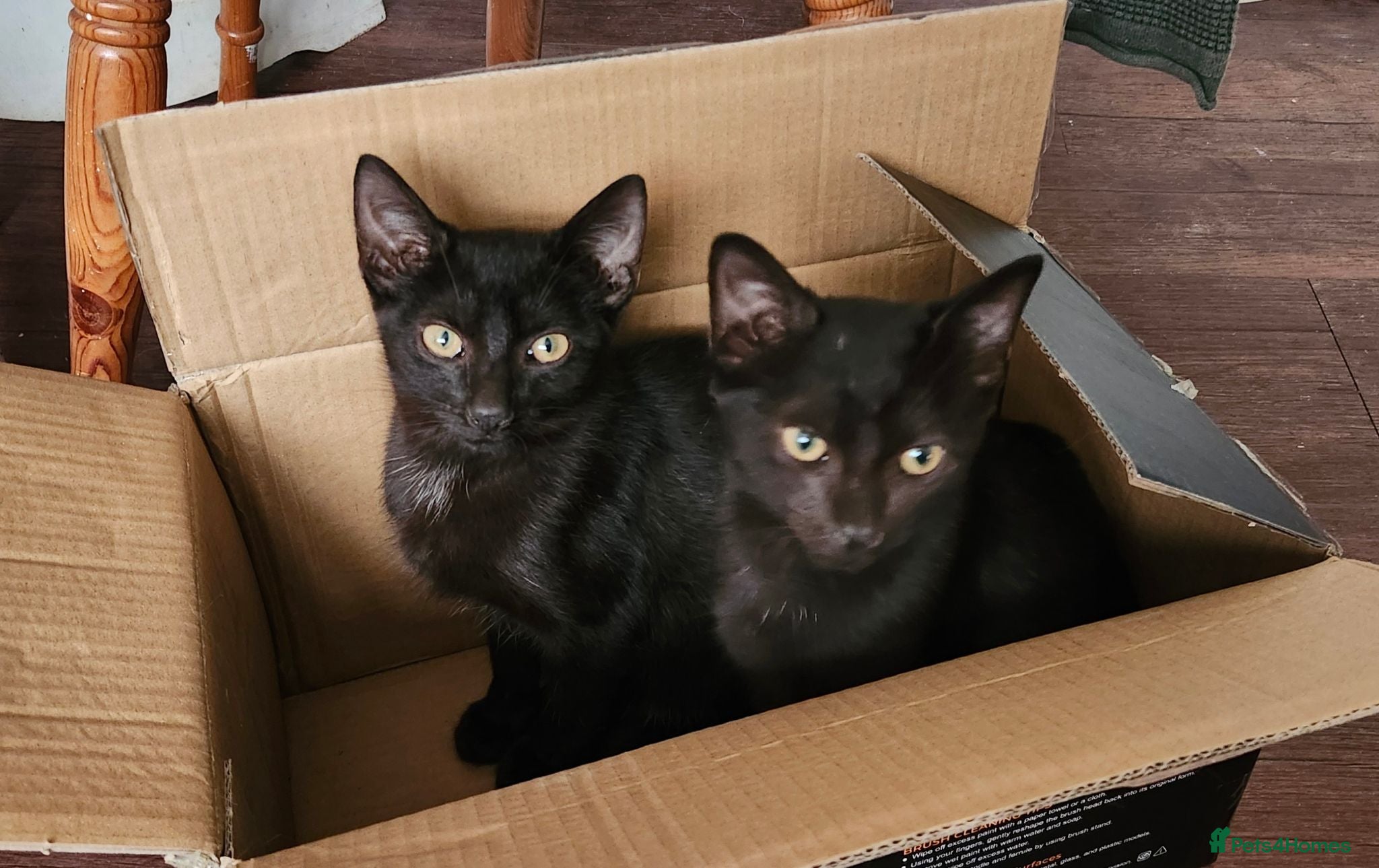 Mixed Breed cats £20 kittens looking for their forever home  - Advert 18
