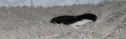 Persian cats for sale: Beautiful Persian kittens in Doncaster - Advert 34