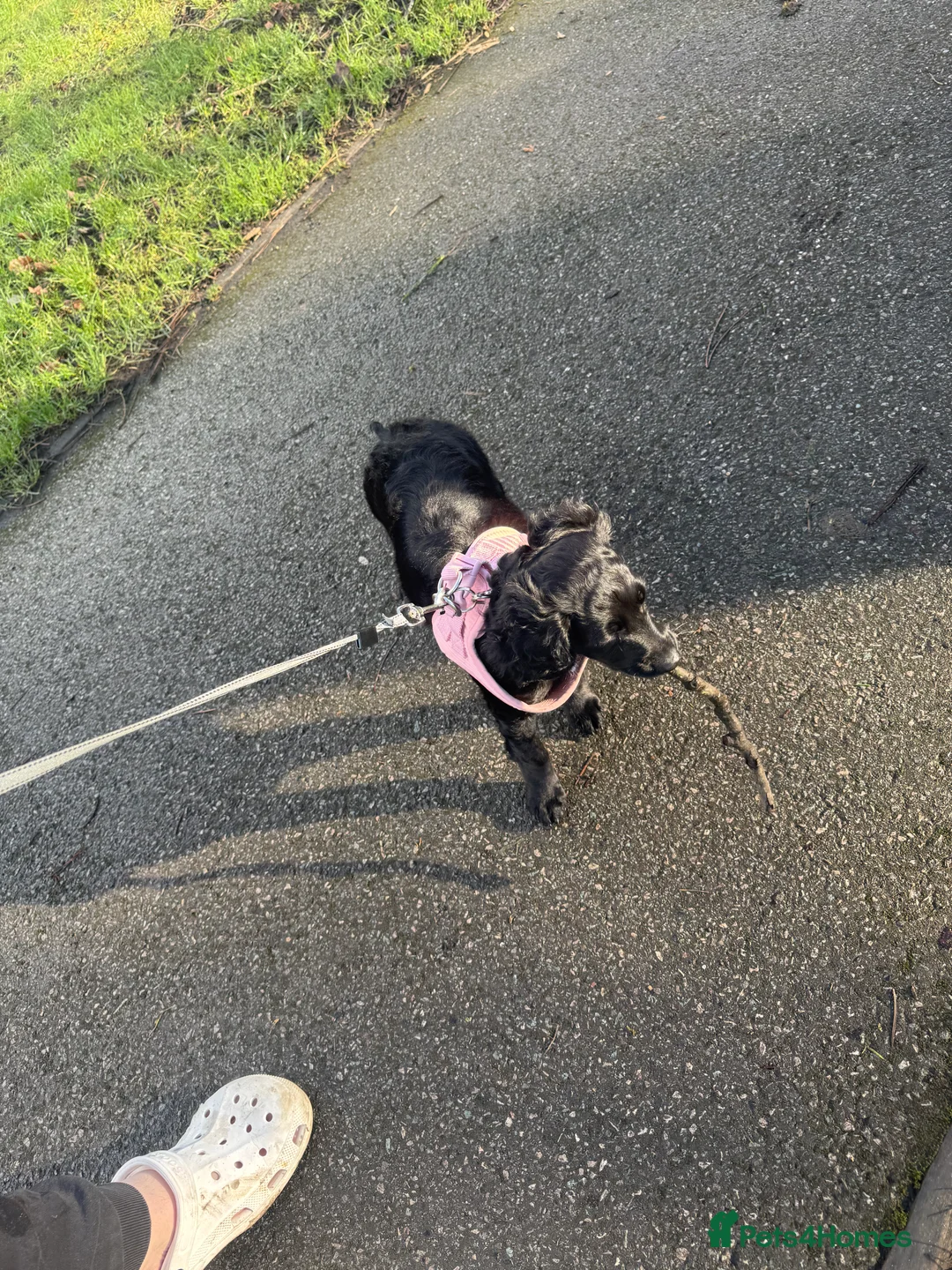 Cockapoo dogs for sale: Cockapoo black 16wks in Keighley - Advert 3