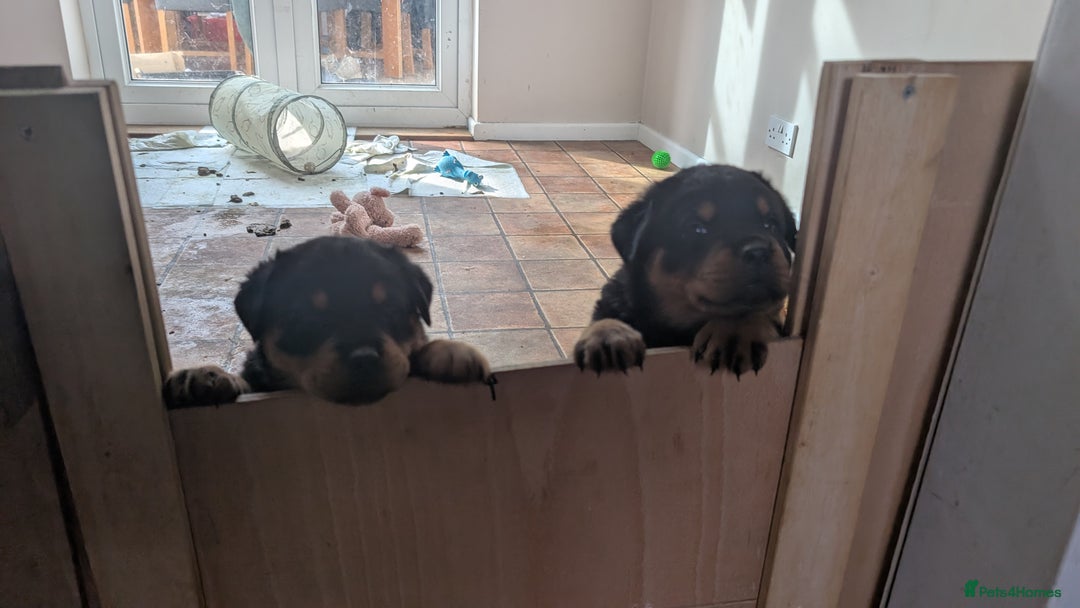 Rottweiler dogs for sale: Rottweiler puppies  - Image 26