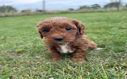 Cockapoo dogs for sale: Adorable F1B cockapoo puppies - Image 19
