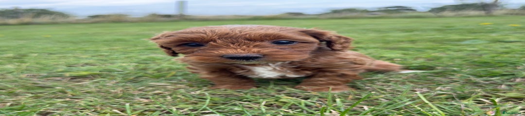 Cockapoo Puppy 6