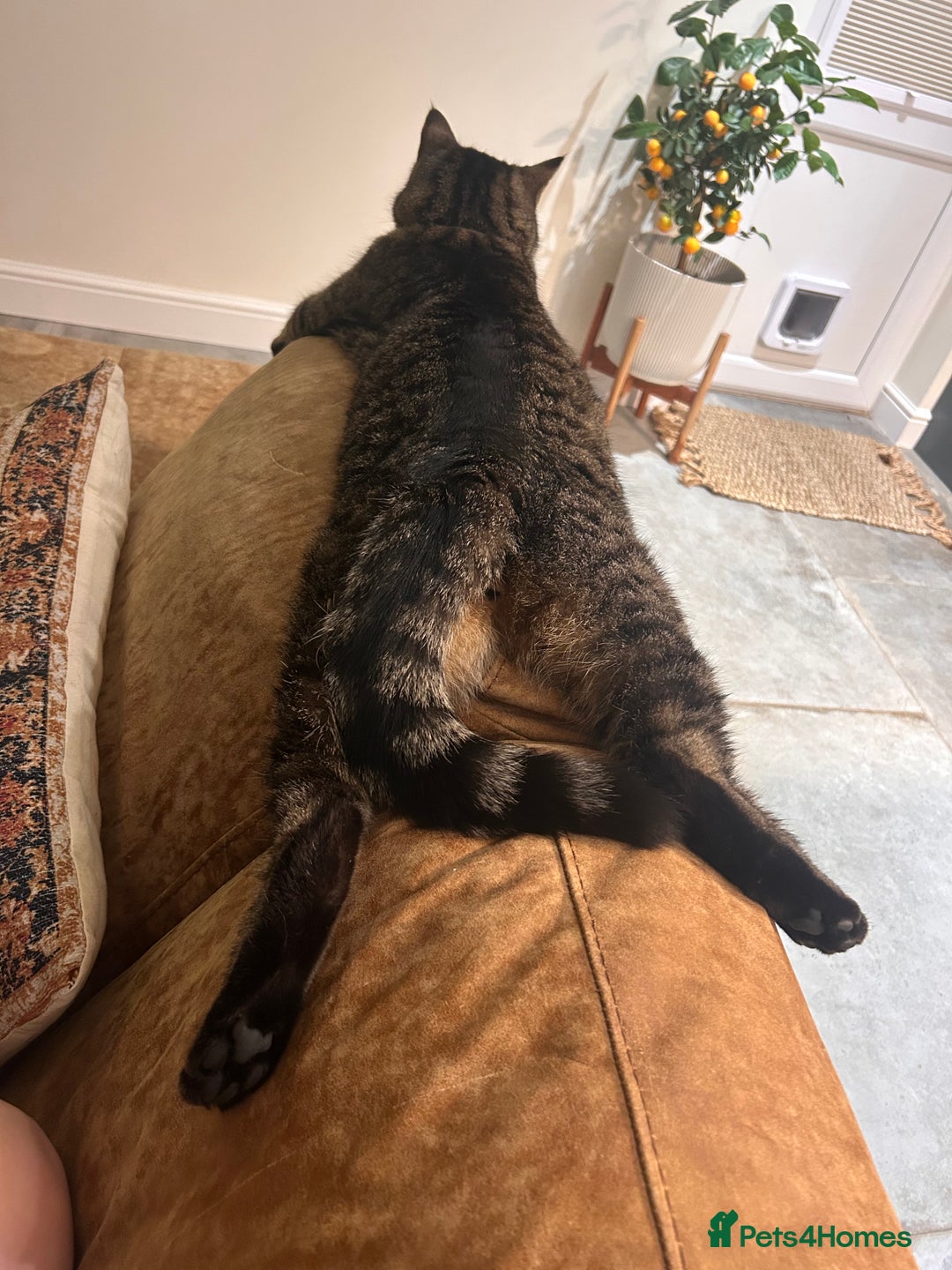 British Shorthair cats for sale: Super friendly cat - Advert 3