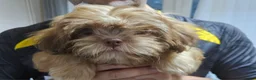 Shih Tzu dogs for sale: Chocolate/ Liver Shih Tzu Puppies - Advert 15