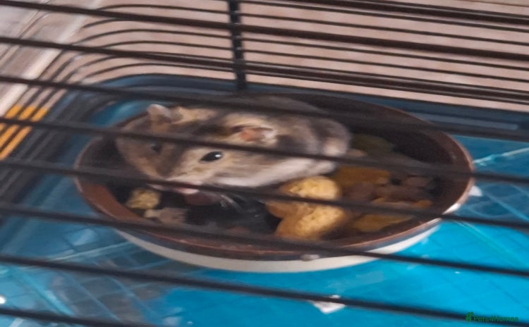 Hamster rodents - Advert 3