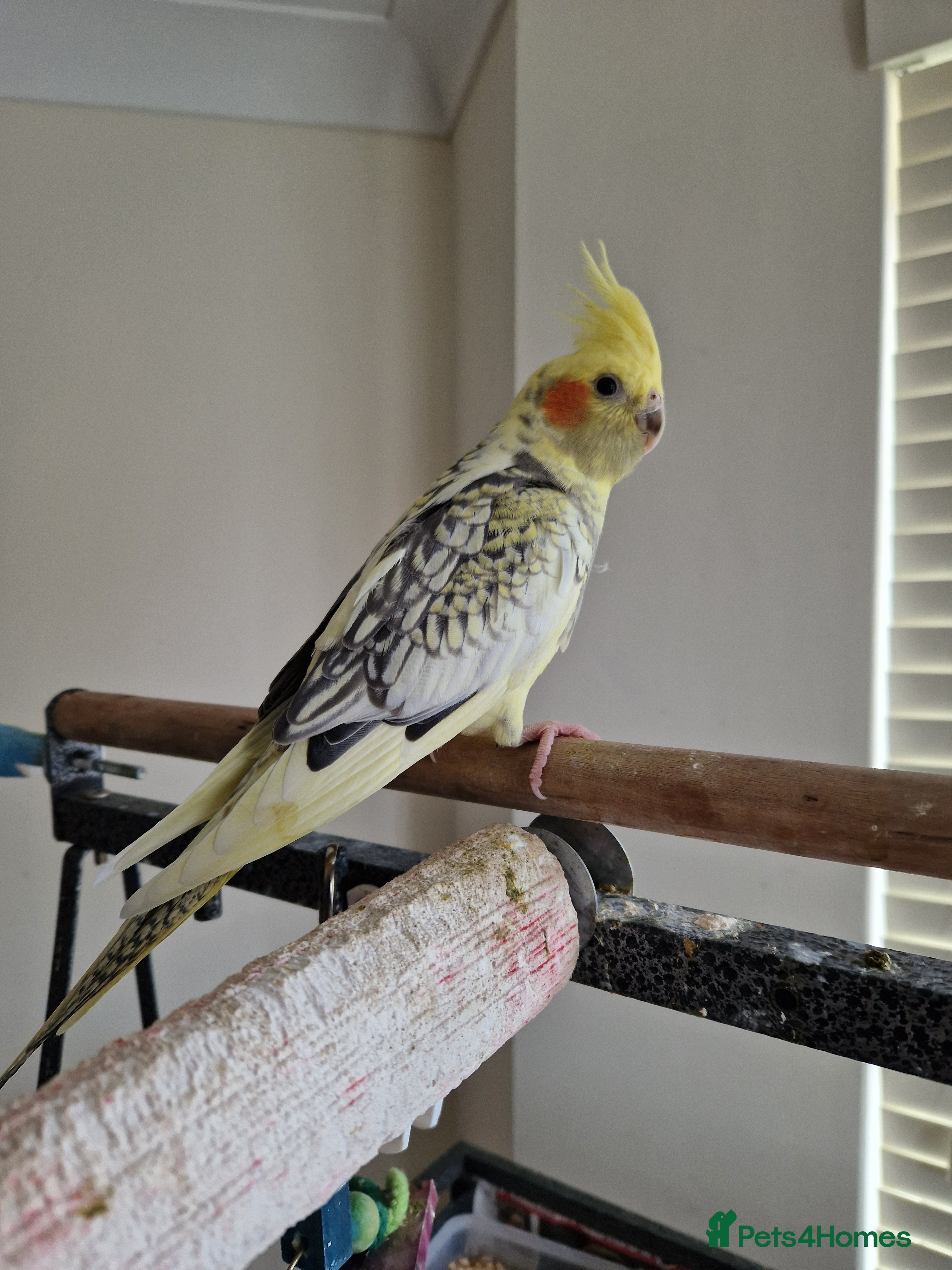 Cockatiels birds Cockatiel - Advert 1