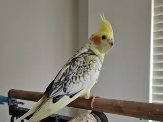 Cockatiels birds Cockatiel - Advert 1
