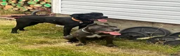 Cane Corso dogs for sale: Strong, Smart & Family-Oriented in Sheffield - Advert 3