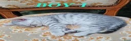 British Shorthair cats for sale: kittens looking for forever family  - Advert 6