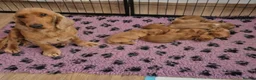 Cocker Spaniel dogs for sale: Golden showtype Cocker spaniel puppies - Advert 4