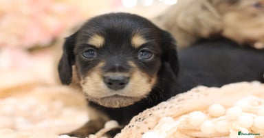 Miniature Dachshund dogs - Advert 5