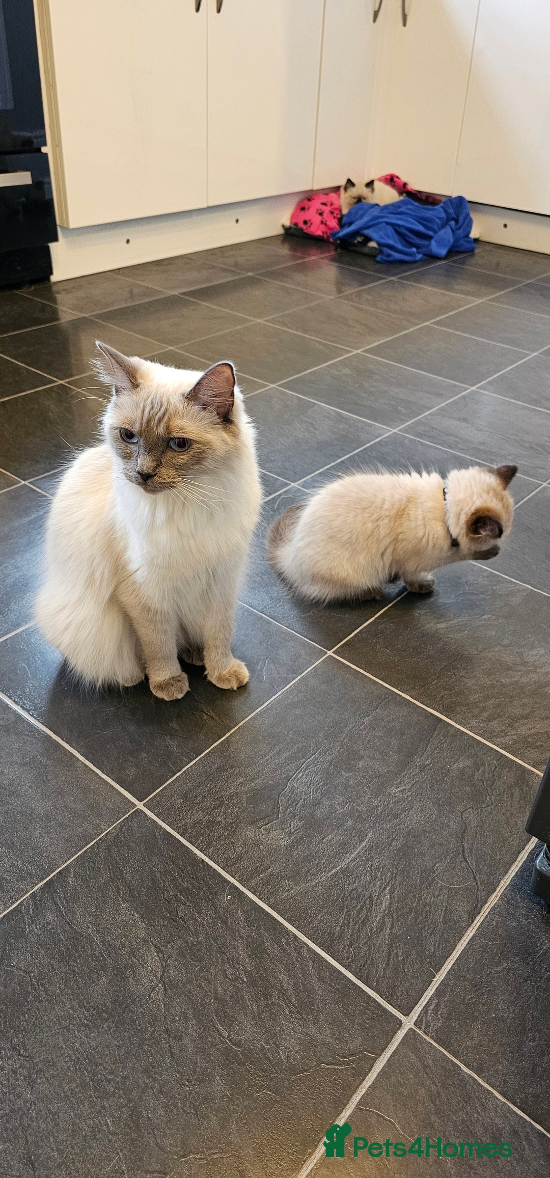 Ragdoll cats for sale: Ragdoll Kittens - Advert 2