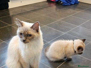 Ragdoll cats Ragdoll Kittens - Advert 1