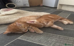 Mixed Breed cats for sale: 2 gorgeous tabby ginger boys  - Image 6
